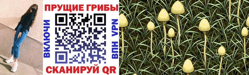 Галлюциногенные грибы Psilocybe  Туран 